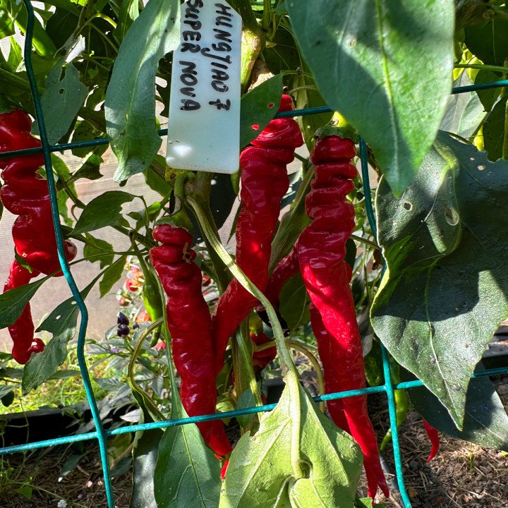 HANGJIAO 7 SUPER NOVA