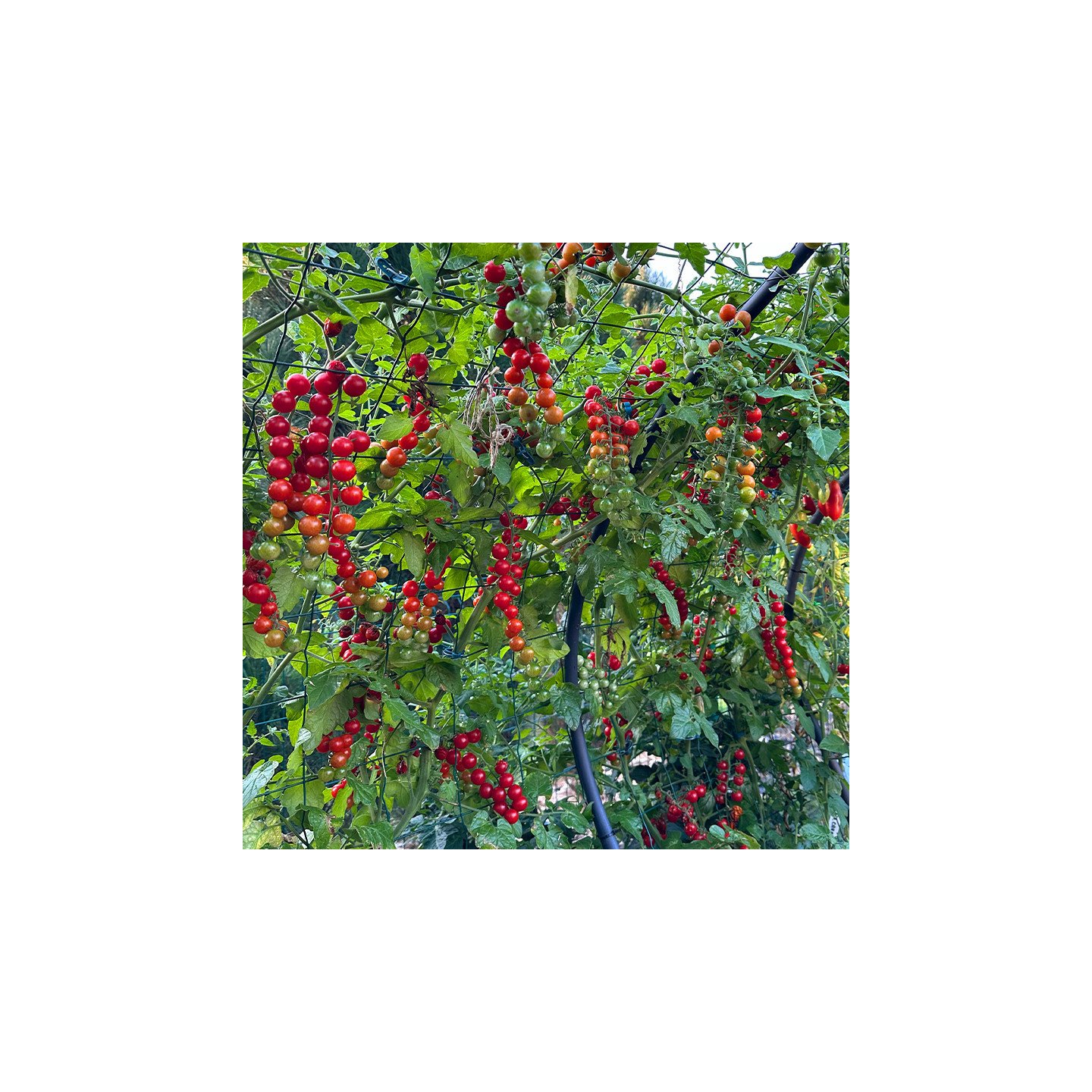 IVA's RED BERRY
