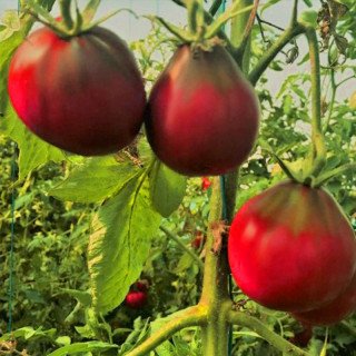 JAPANESE BLACK TRIFELE