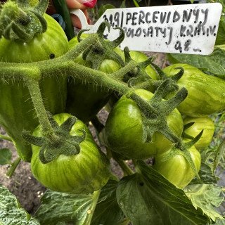 PERCEVIDNYJ POLOSATYJ KRASNYJ