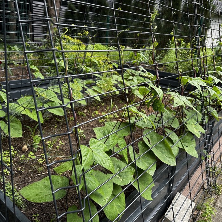 Šparaginės PUPELĖS