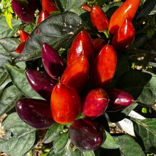 SAMBA RED ORNAMENTAL