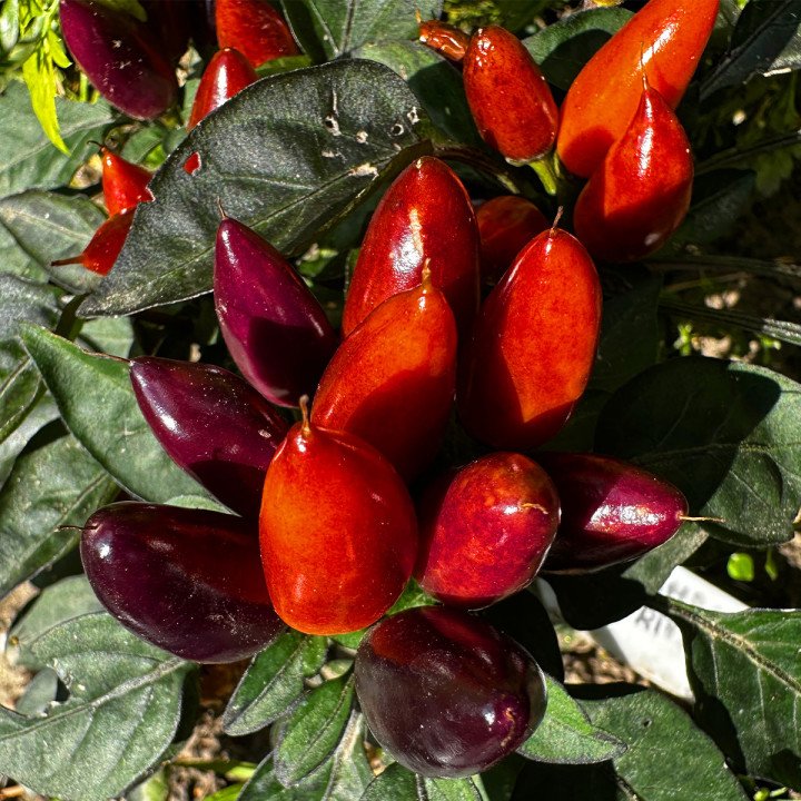 SAMBA RED ORNAMENTAL