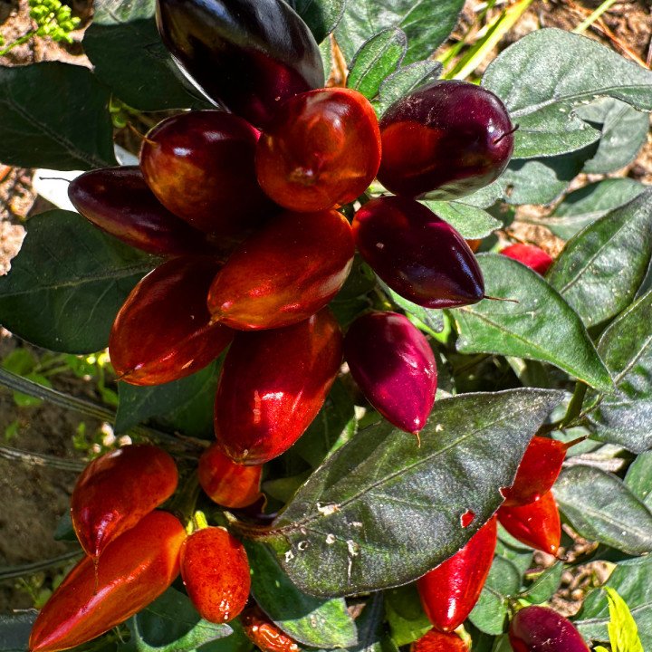 SAMBA RED ORNAMENTAL