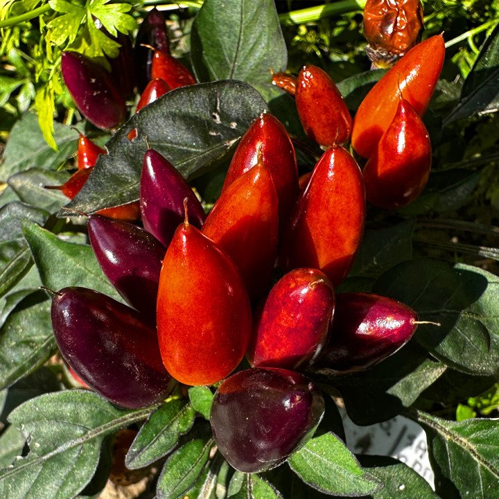 SAMBA RED ORNAMENTAL