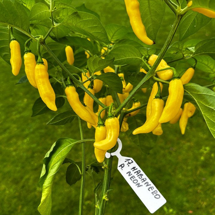 HABANERO NEON