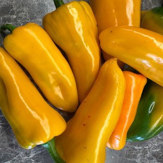 CORNO DI TORO GIALLO