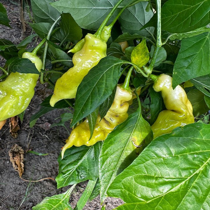 SUGAR RUSH PEACH PEPPER