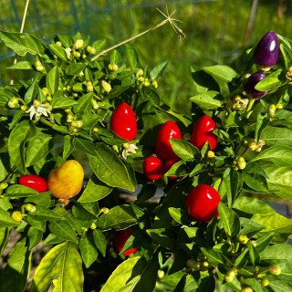 CHINESE 5 COLOUR ORNAMENTAL