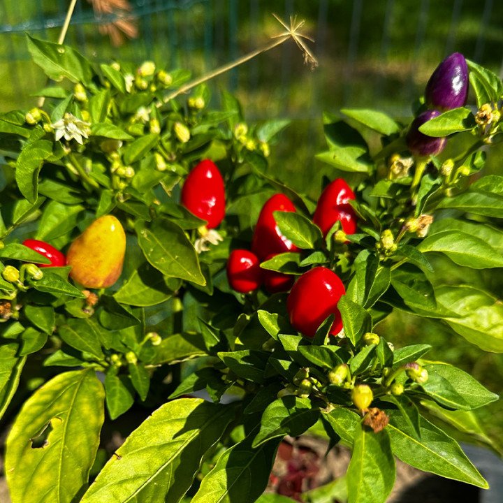 CHINESE 5 COLOUR ORNAMENTAL