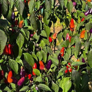 MARAVILhA DO QUINTAL