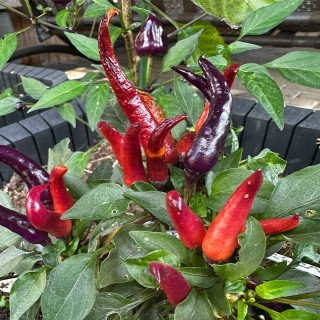 CHILI MAYA PASSION PURPLE