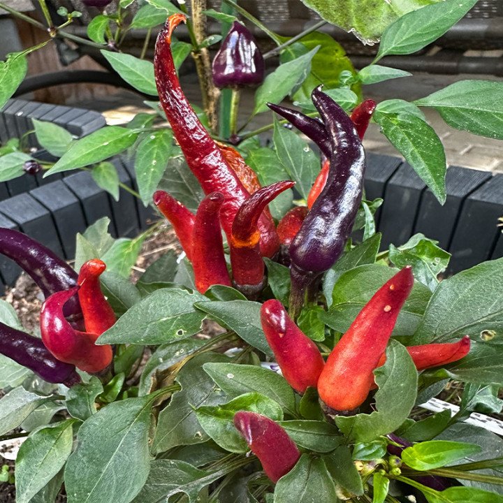 CHILI MAYA PASSION PURPLE
